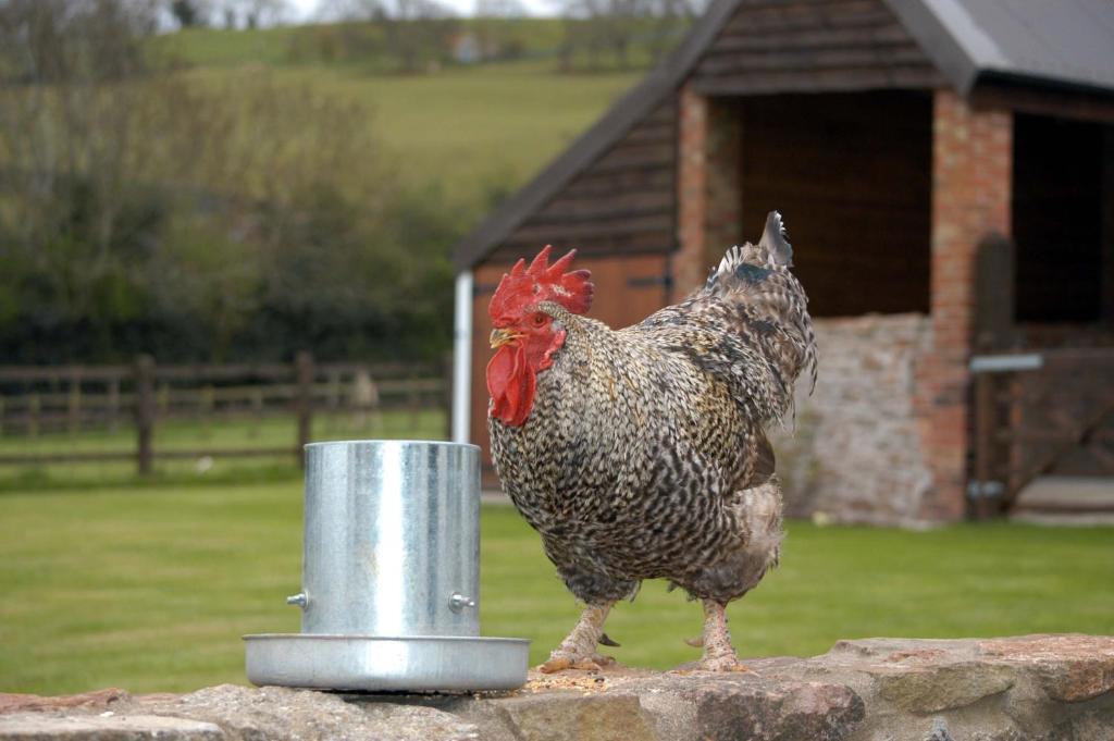 Bed and Breakfast School Farm à Blagdon Chambre photo